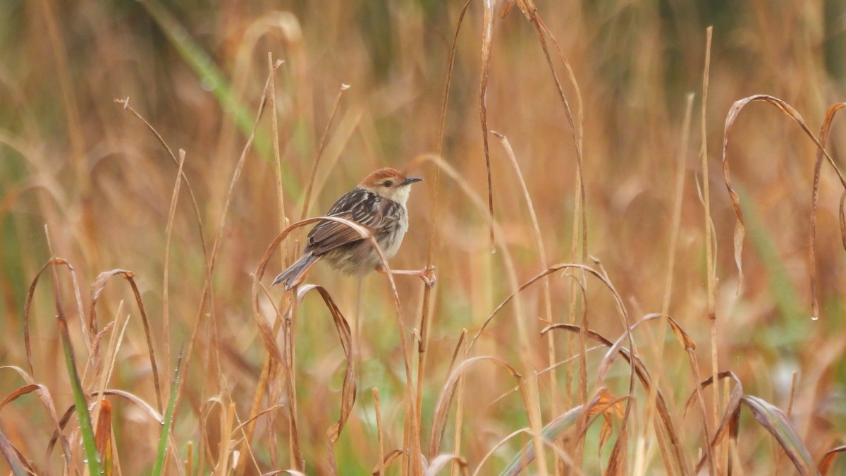 Levaillant's Cisticola - ML642441270