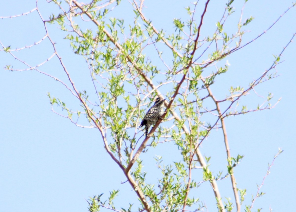 Checkered Woodpecker - ML642441298