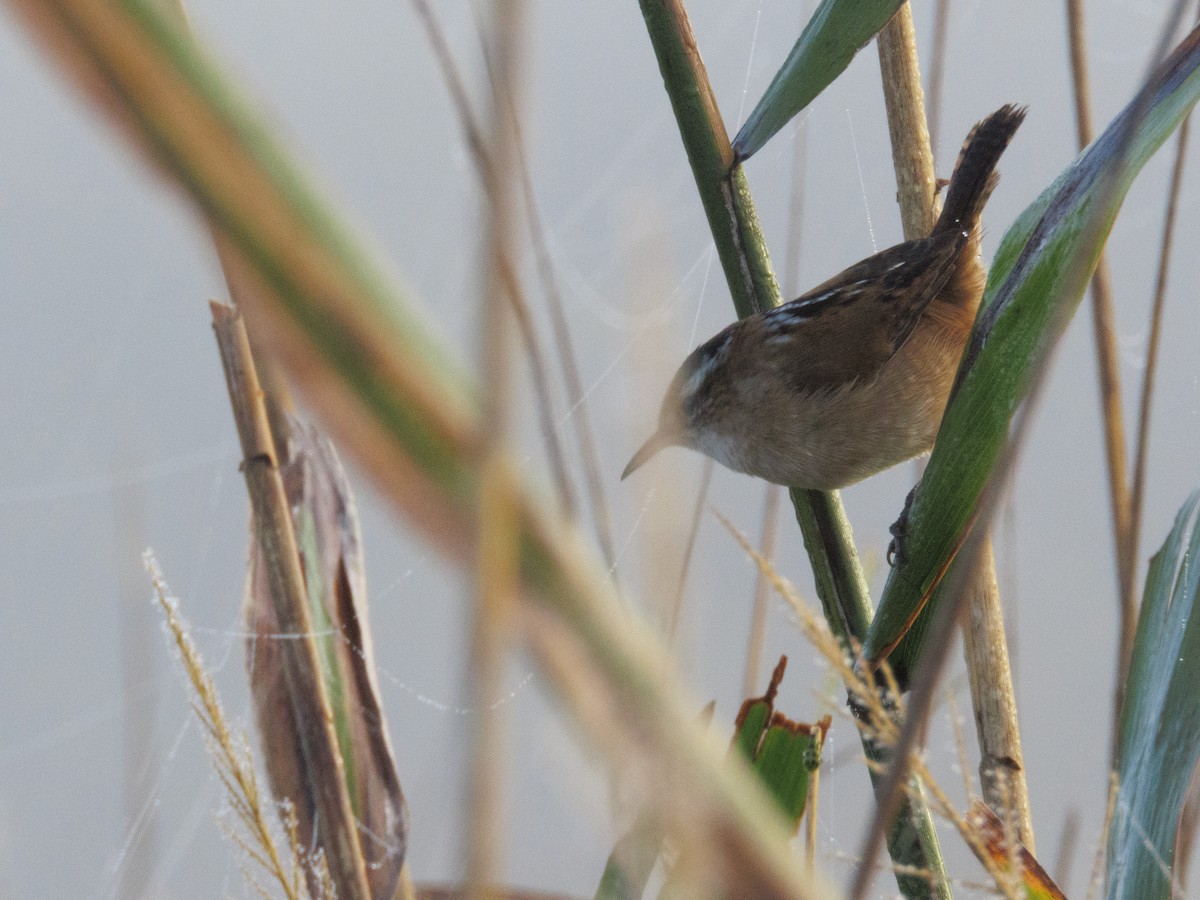 Marsh Wren - ML642441314