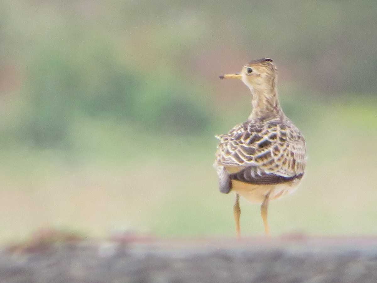 Upland Sandpiper - ML642441328