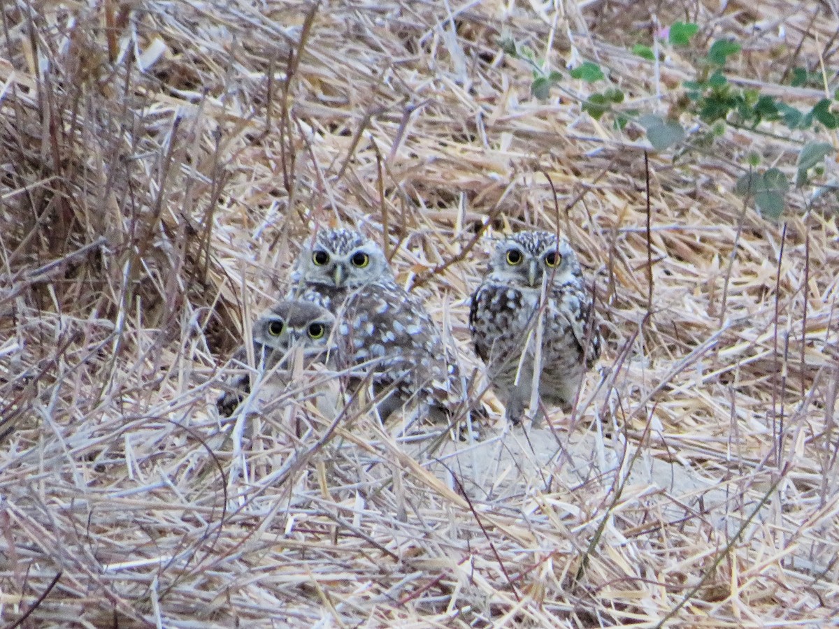 Burrowing Owl - ML642441345