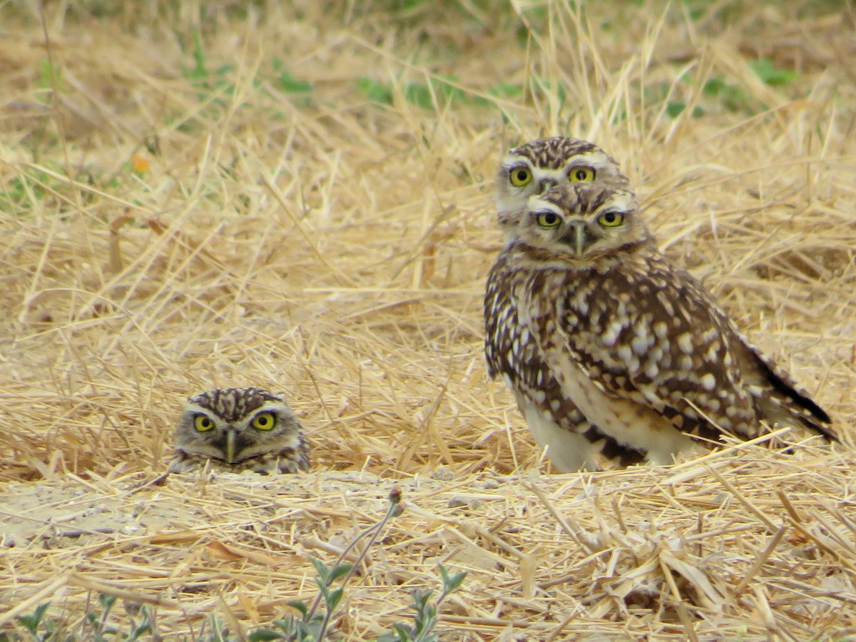 Burrowing Owl - ML642441346