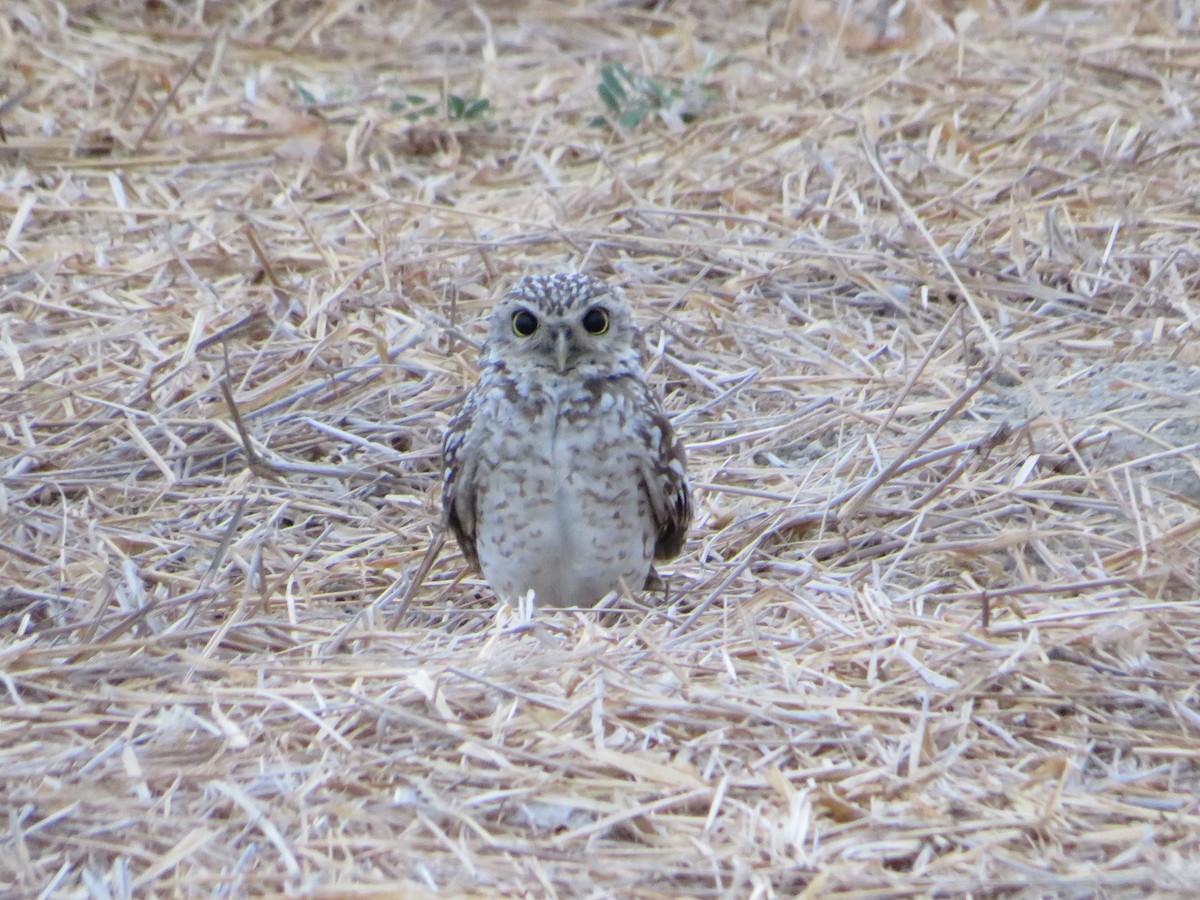 Burrowing Owl - ML642441347