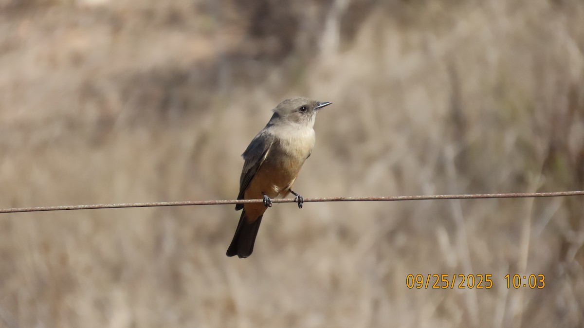Say's Phoebe - ML642441352