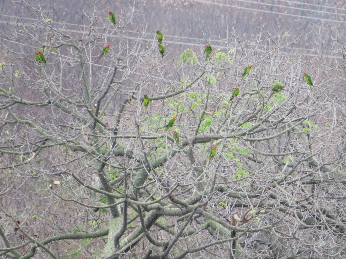 Red-masked Parakeet - ML642441357