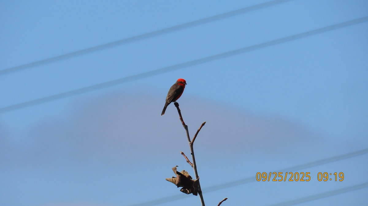 Vermilion Flycatcher - ML642441359