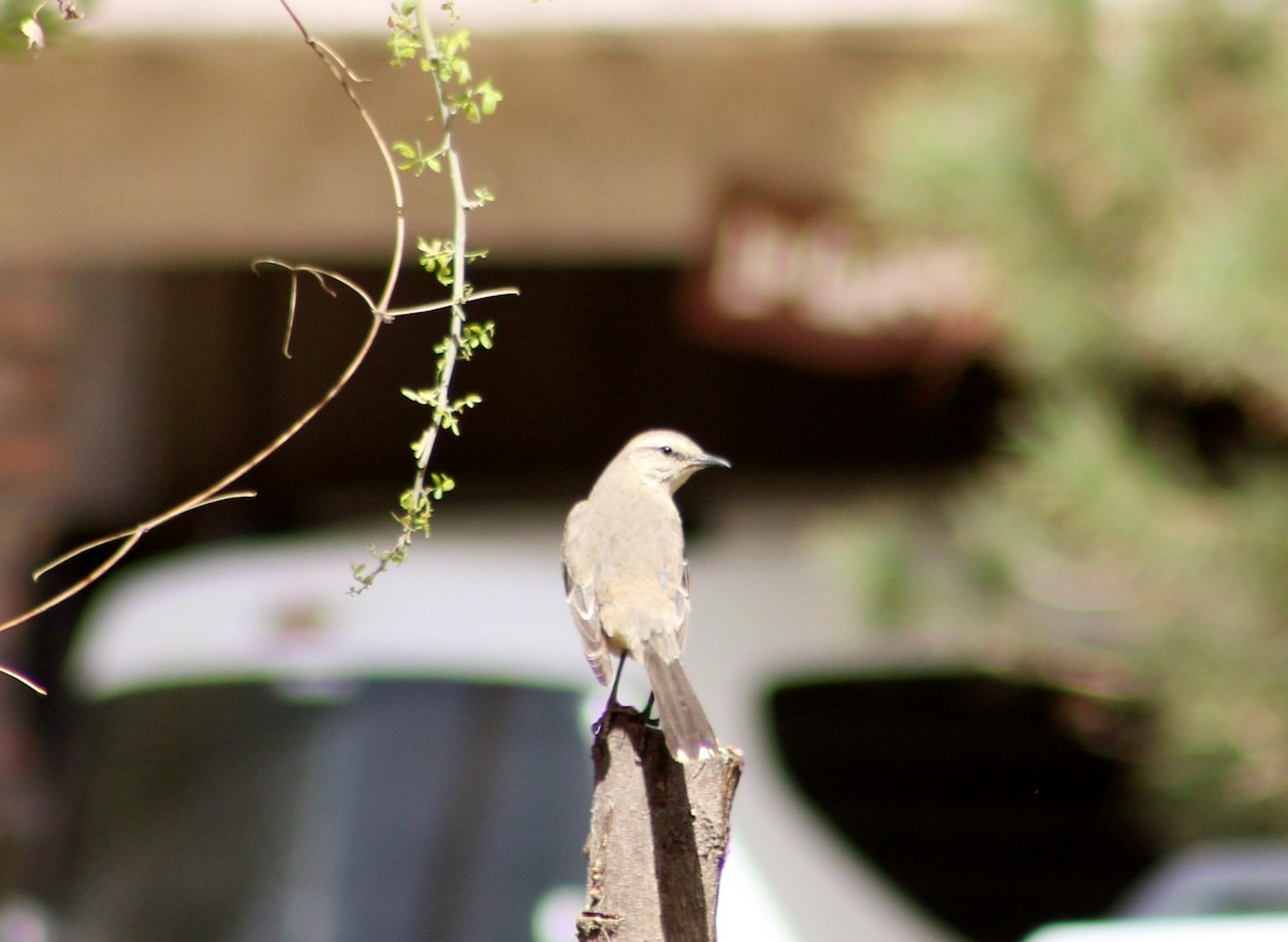 Patagonian Mockingbird - ML642441365