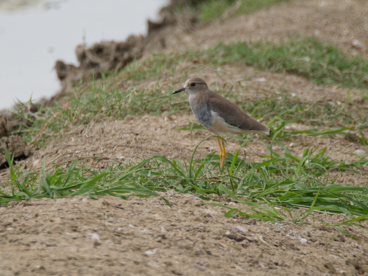White-tailed Lapwing - ML642441374