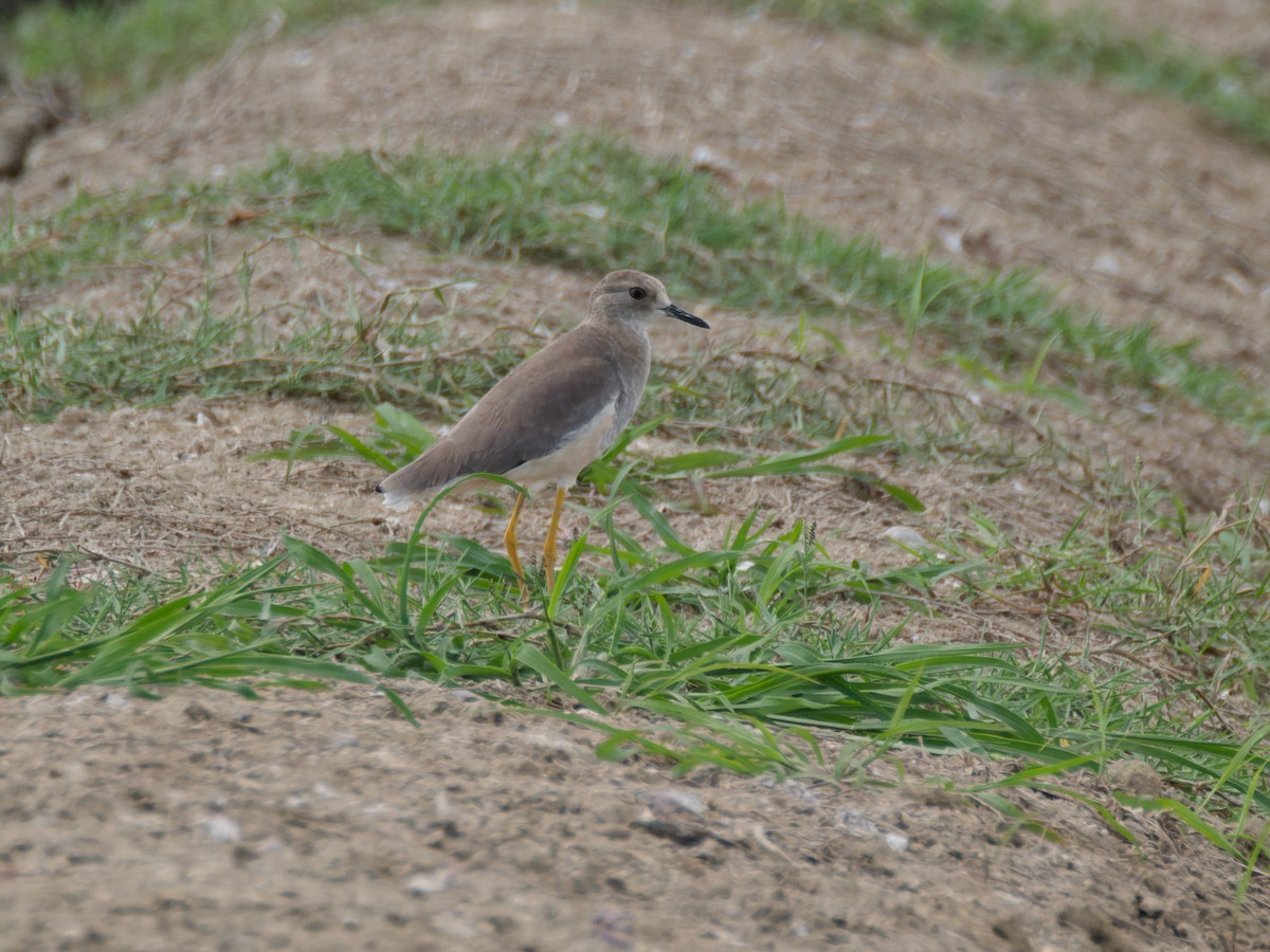 White-tailed Lapwing - ML642441375