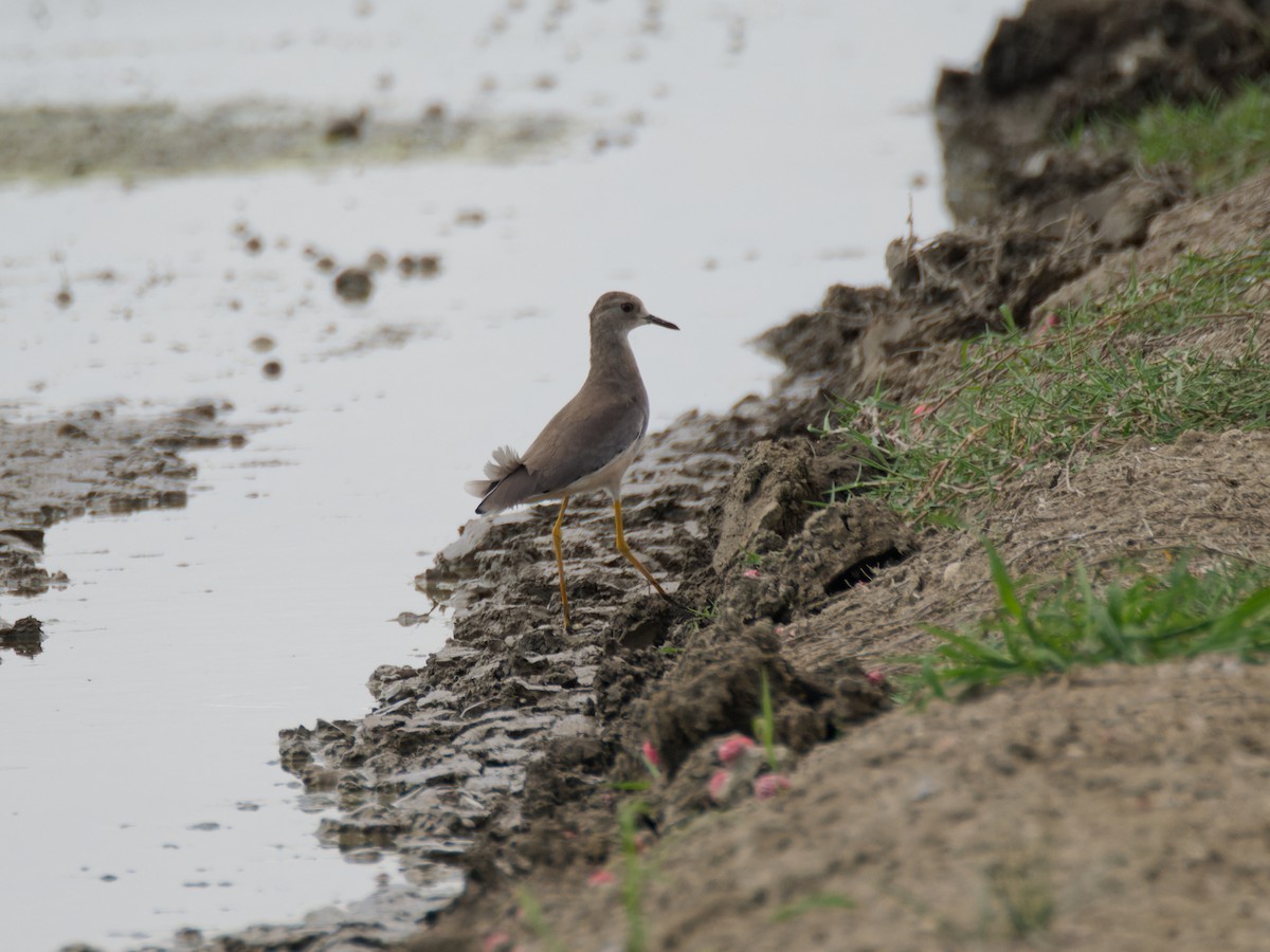 White-tailed Lapwing - ML642441376