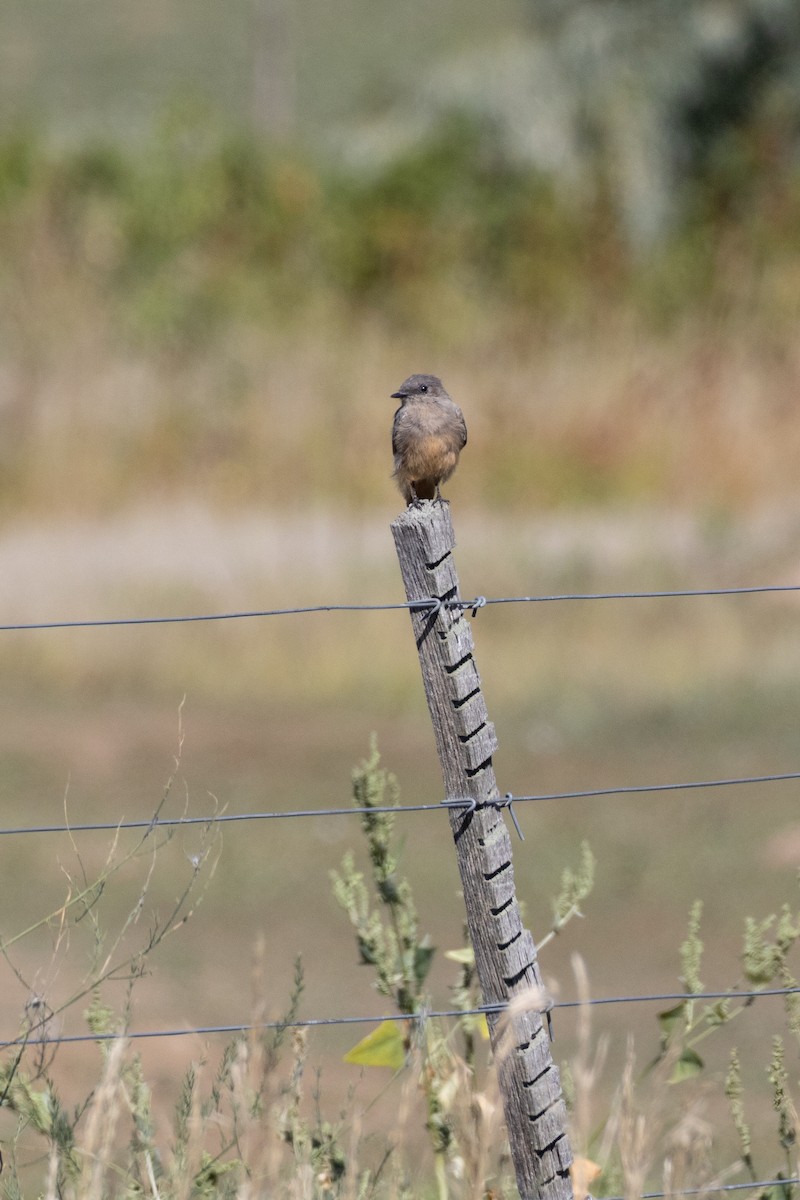 Say's Phoebe - ML642441378