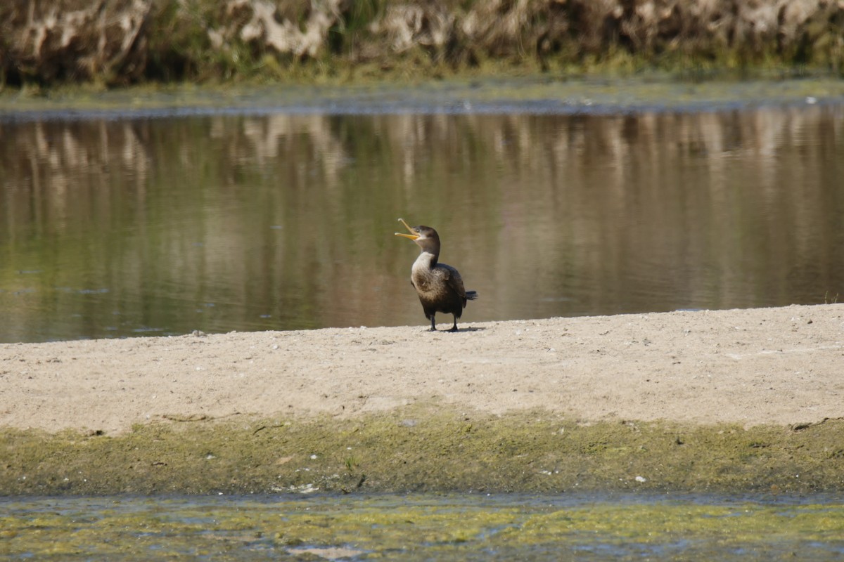 Neotropic Cormorant - ML642441405