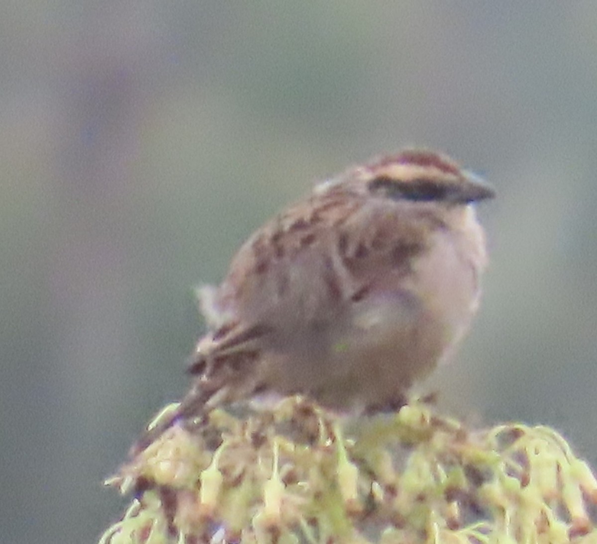 Striped Sparrow - ML642441415