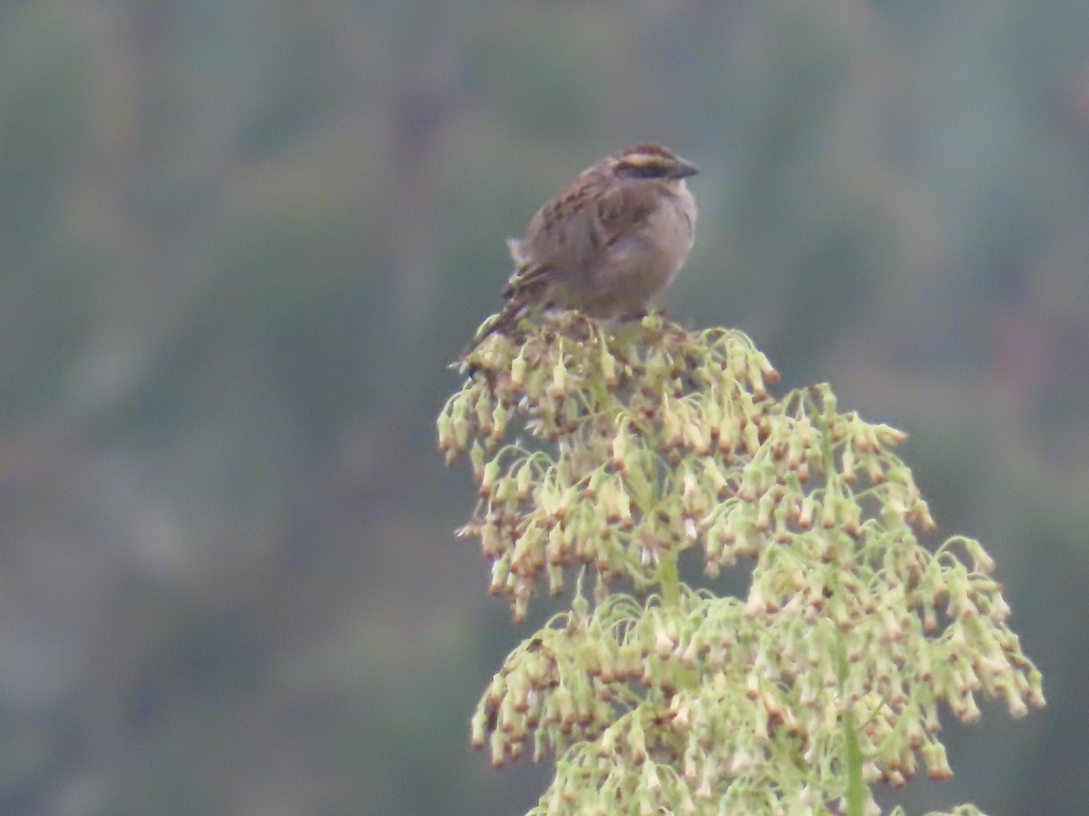 Striped Sparrow - ML642441416