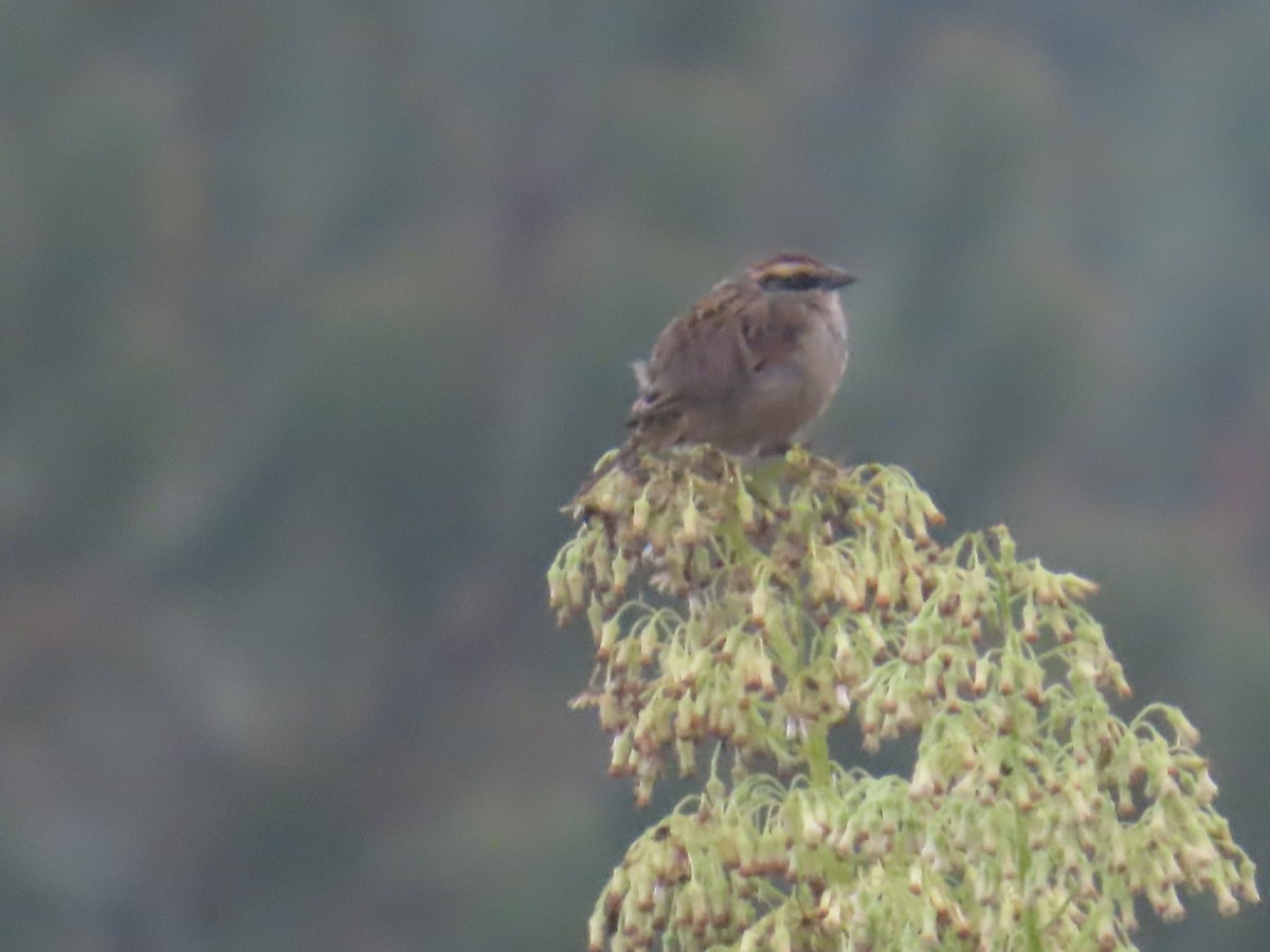 Striped Sparrow - ML642441417