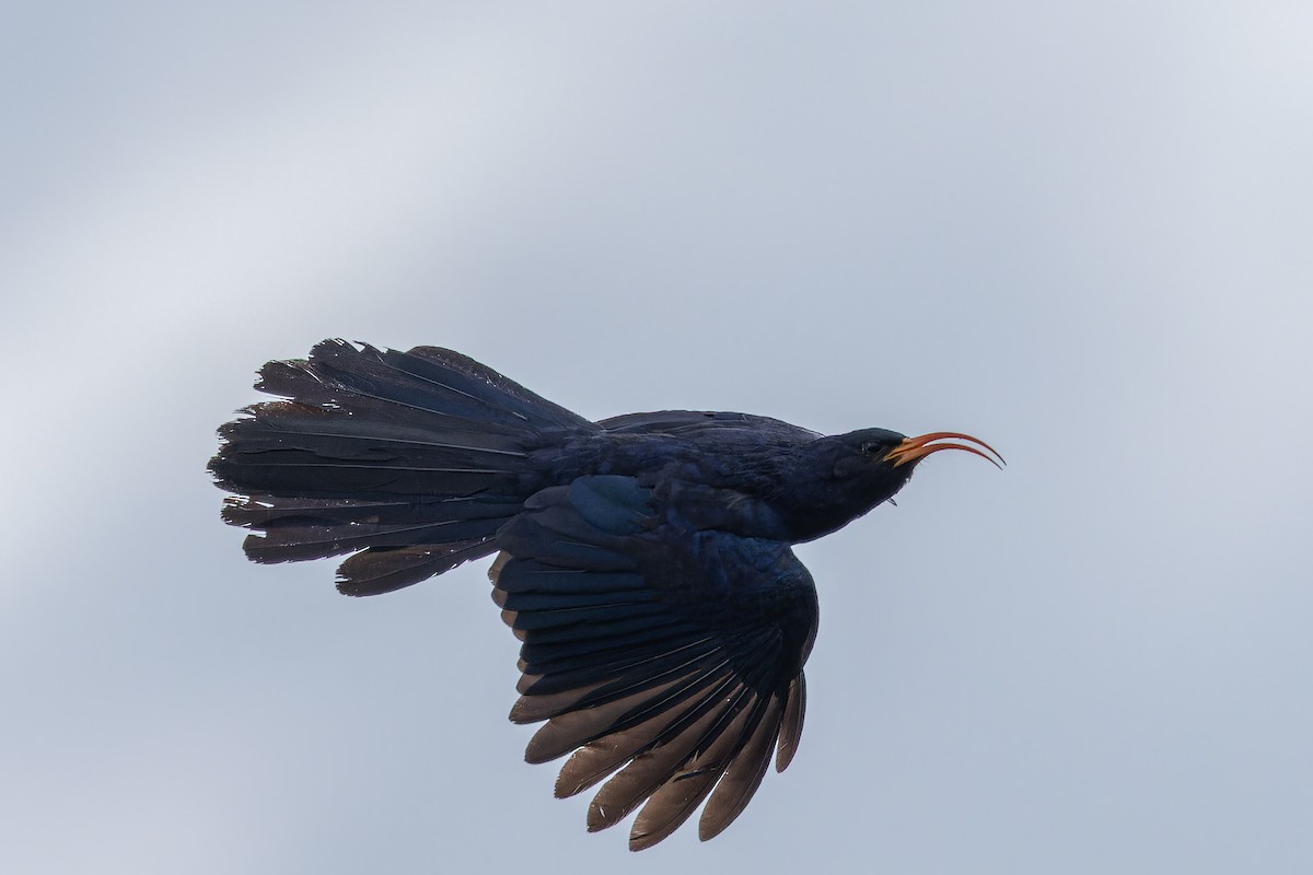 Abyssinian Scimitarbill - ML642441423