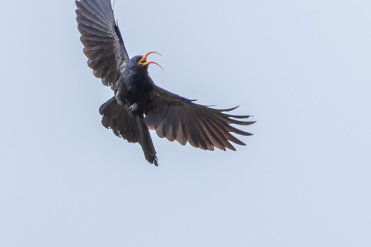 Abyssinian Scimitarbill - ML642441427