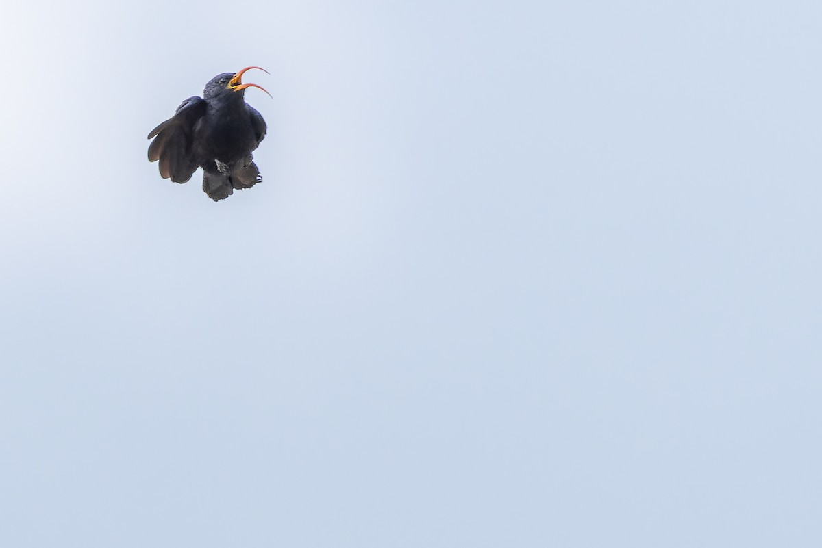 Abyssinian Scimitarbill - ML642441428