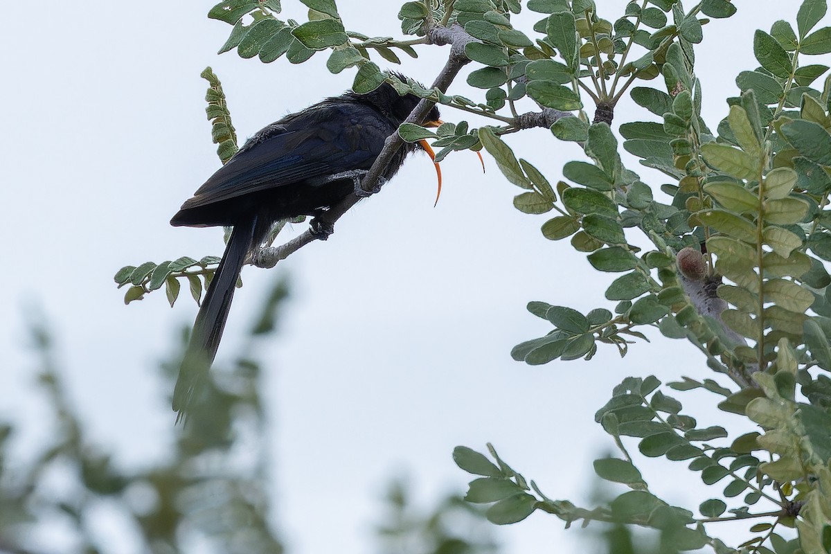 Abyssinian Scimitarbill - ML642441429