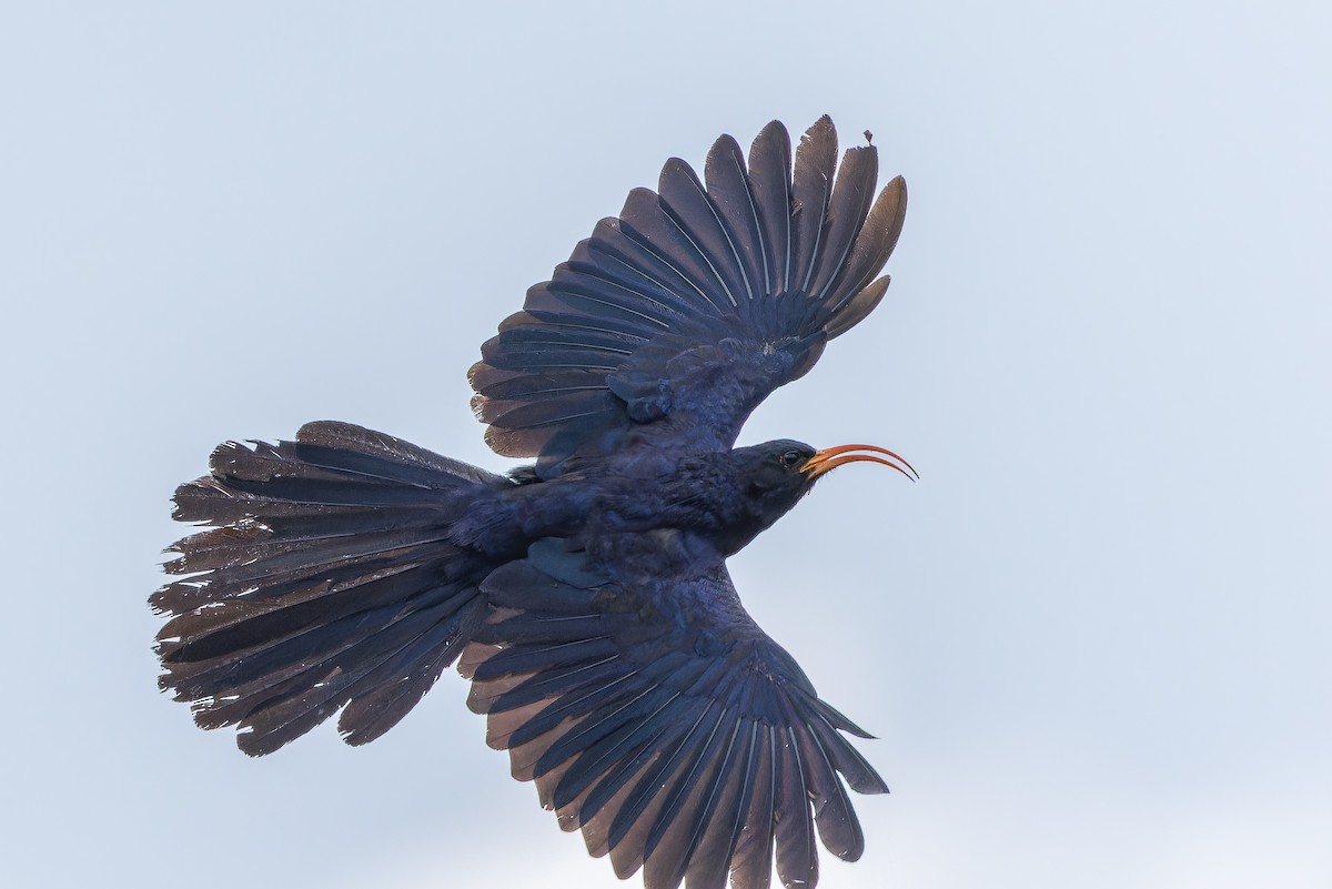 Abyssinian Scimitarbill - ML642441430