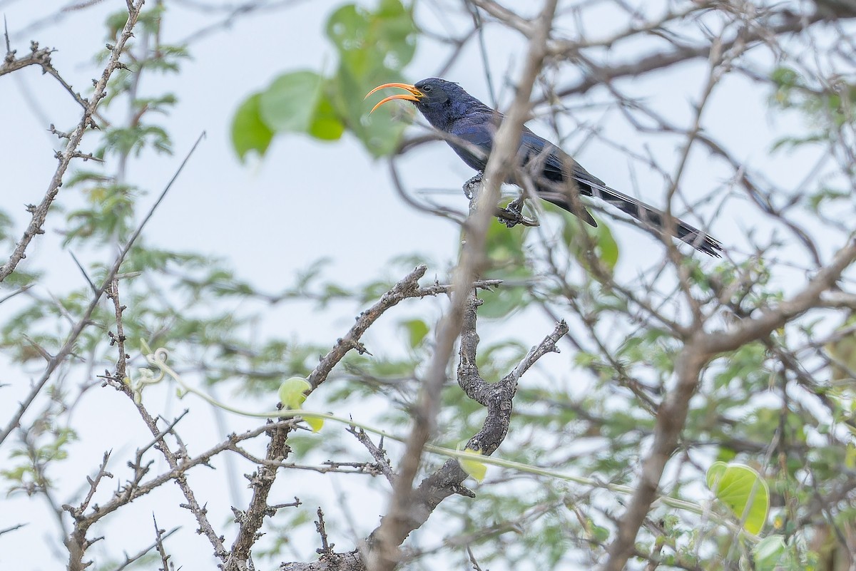 Abyssinian Scimitarbill - ML642441431