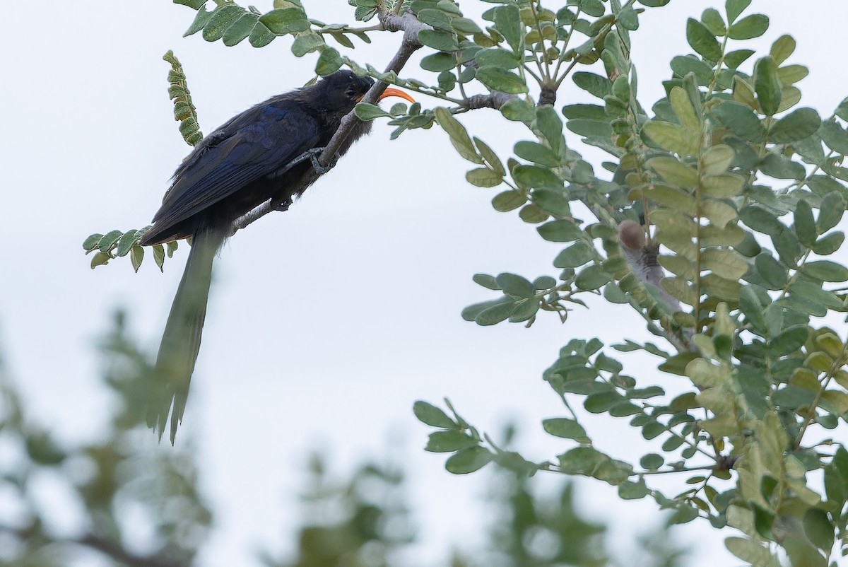 Abyssinian Scimitarbill - ML642441433