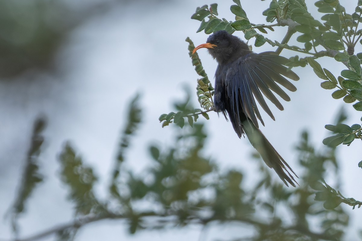 Abyssinian Scimitarbill - ML642441434