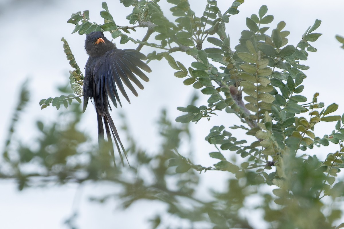 Abyssinian Scimitarbill - ML642441435