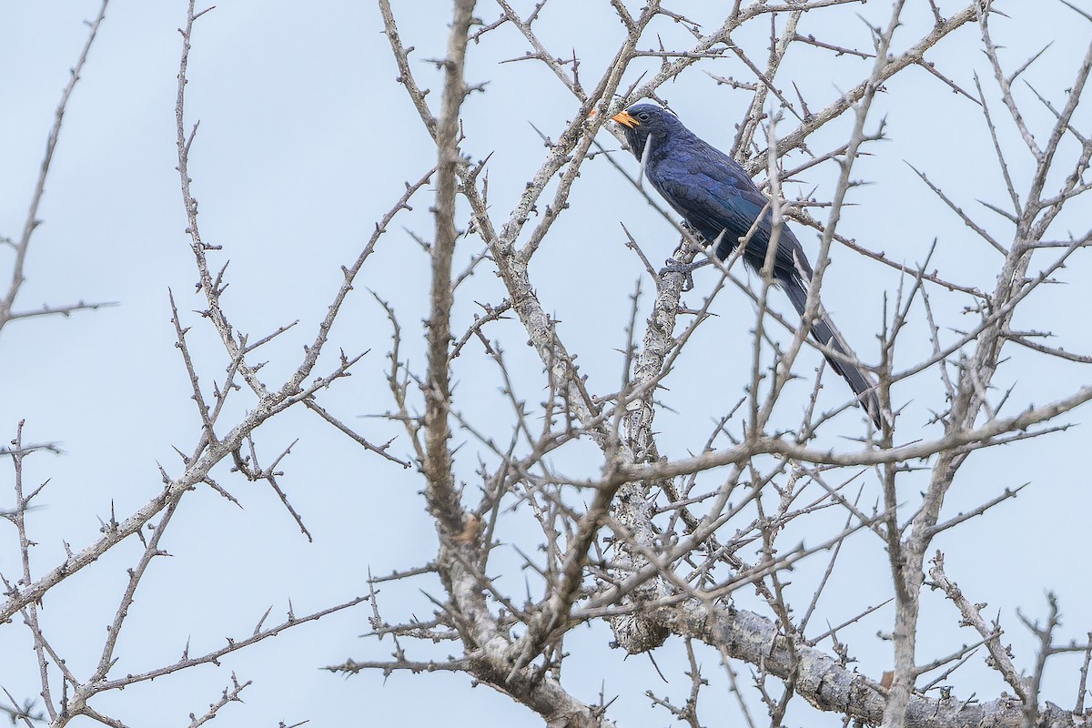 Abyssinian Scimitarbill - ML642441438
