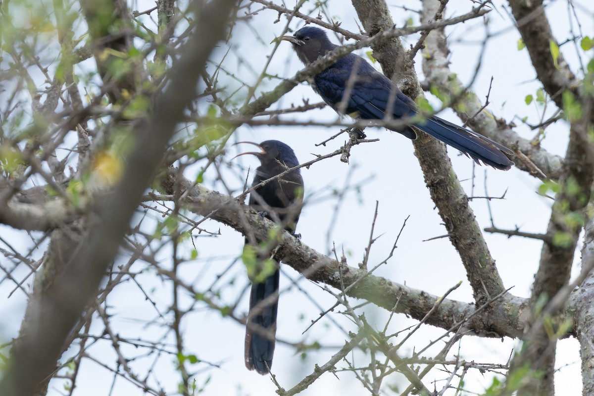 Abyssinian Scimitarbill - ML642441439