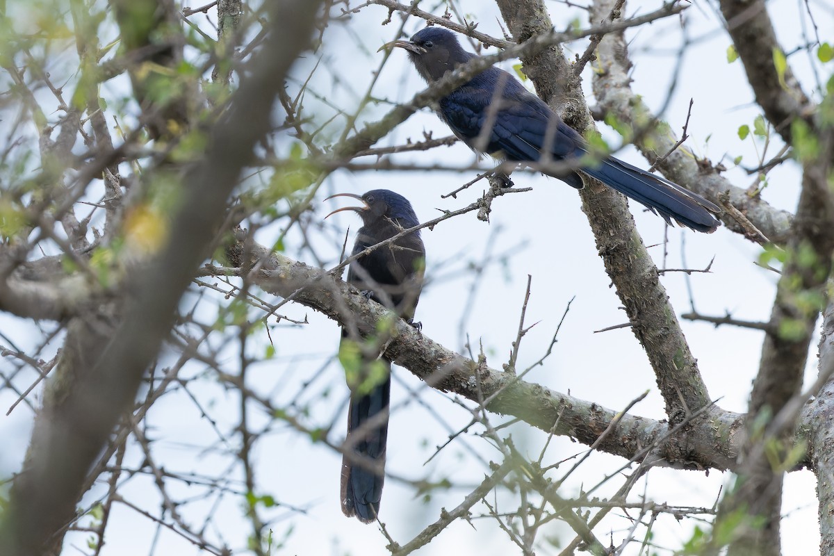 Abyssinian Scimitarbill - ML642441440