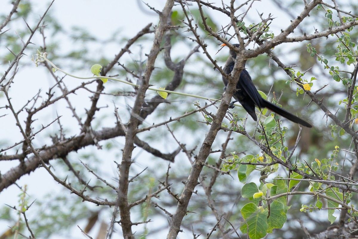 Abyssinian Scimitarbill - ML642441441