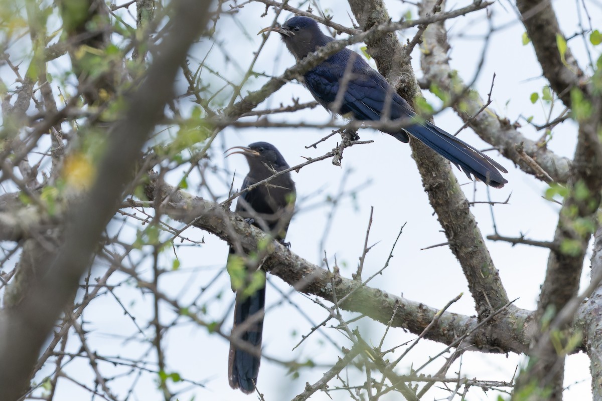 Abyssinian Scimitarbill - ML642441442