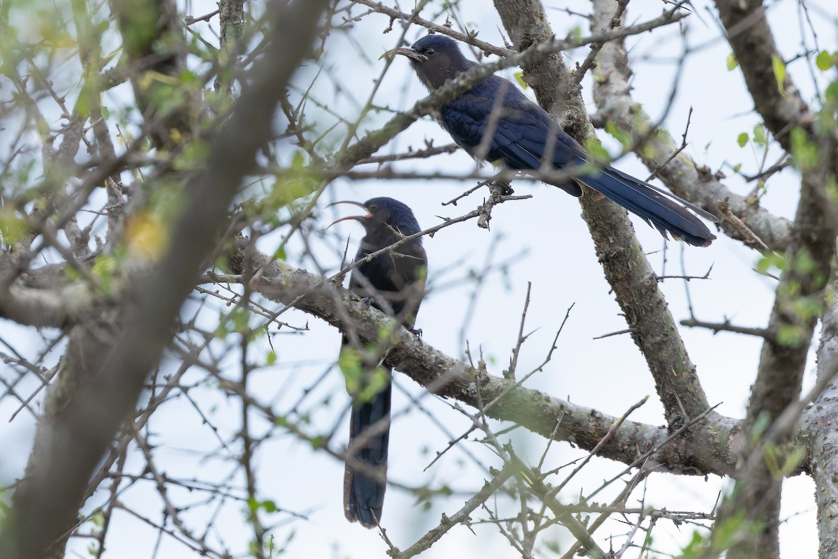Abyssinian Scimitarbill - ML642441443