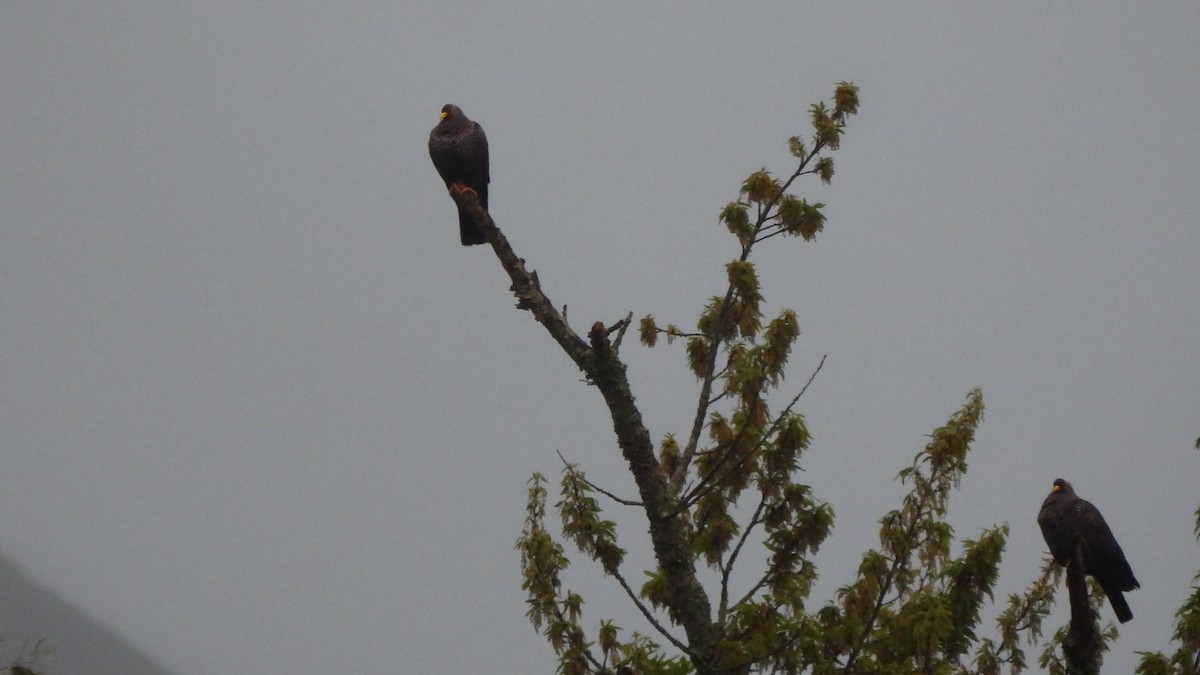 Rameron Pigeon - ML642441457