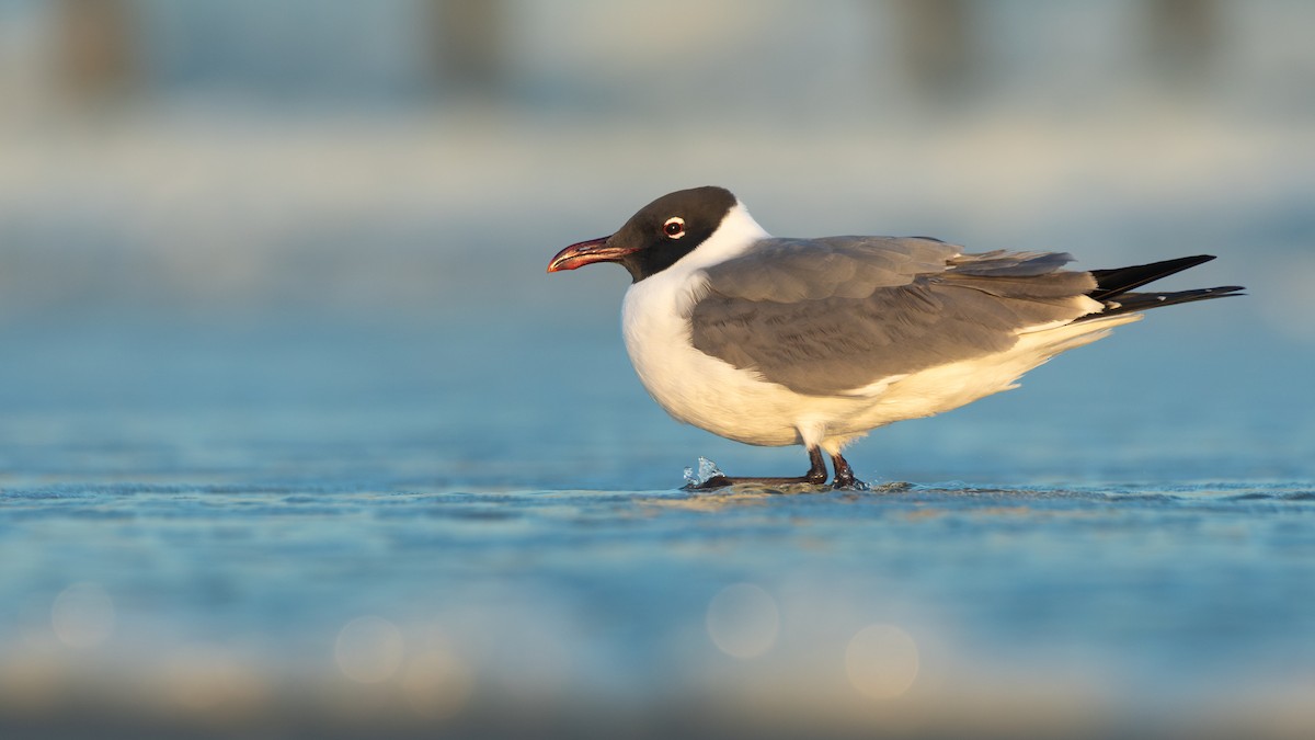 Laughing Gull - ML642441463