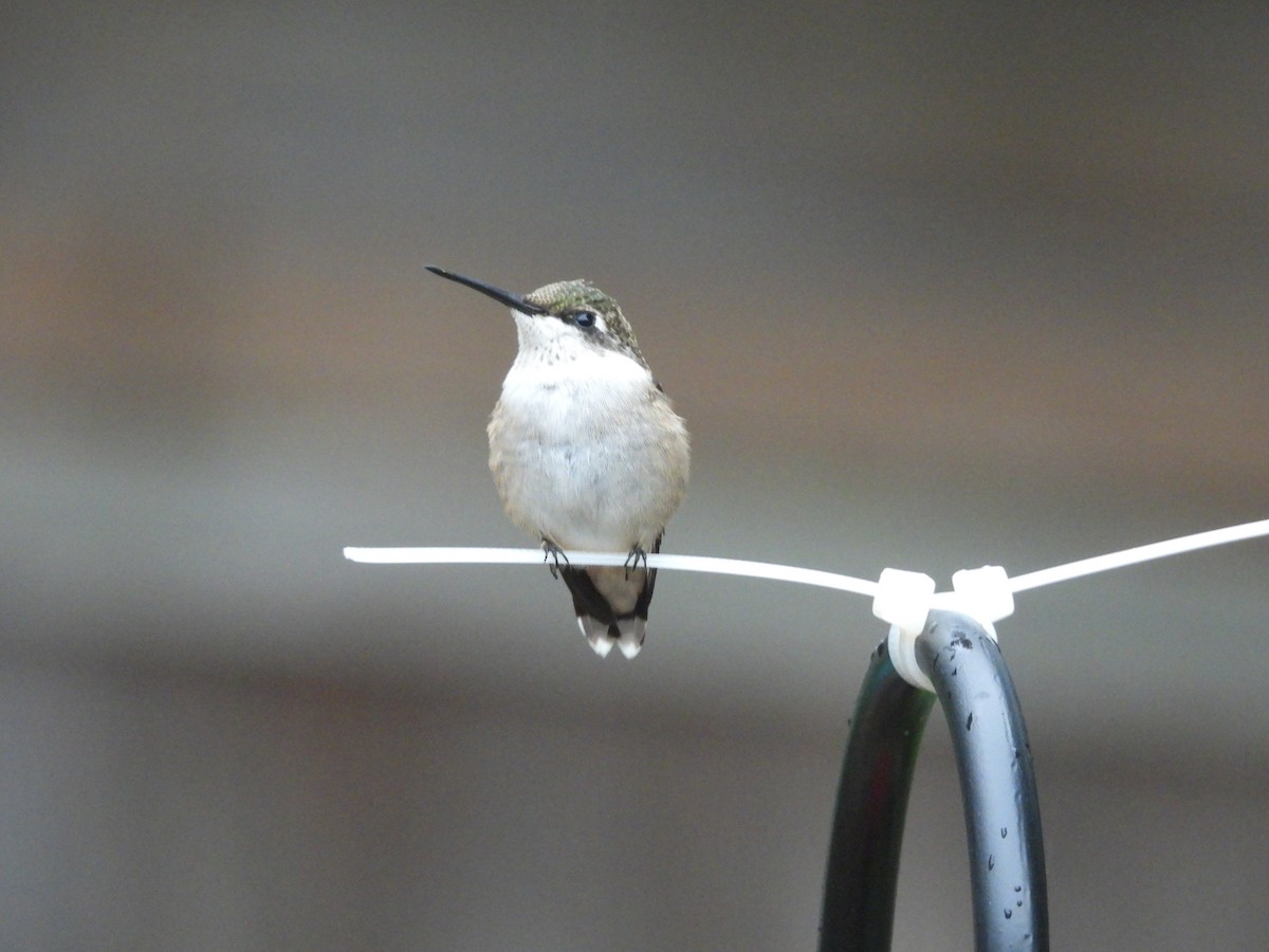 Ruby-throated Hummingbird - ML642441464