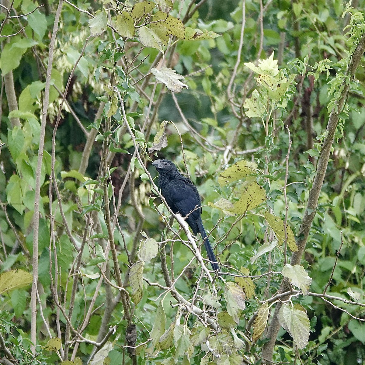 furenebbani - ML642441476