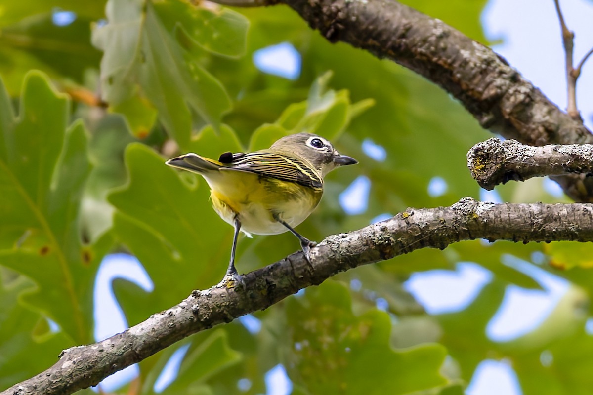 Blue-headed Vireo - ML642441483