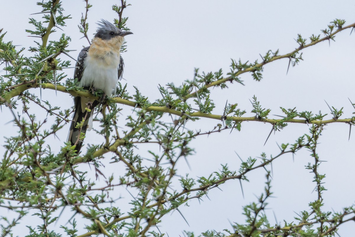 Great Spotted Cuckoo - ML642441521