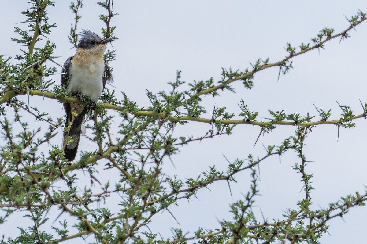 Great Spotted Cuckoo - ML642441522