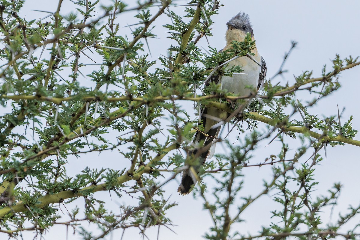 Great Spotted Cuckoo - ML642441523