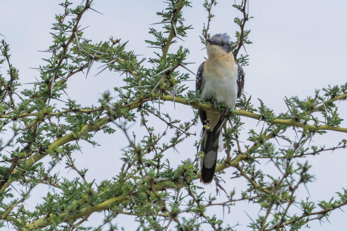 Great Spotted Cuckoo - ML642441524