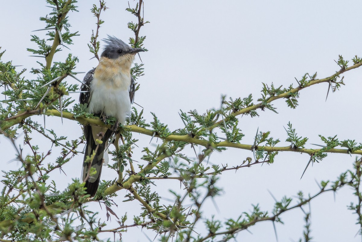 Great Spotted Cuckoo - ML642441525