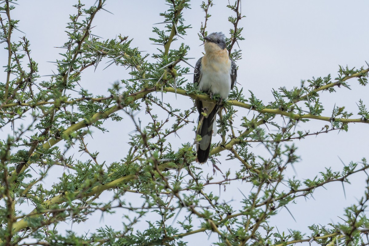 Great Spotted Cuckoo - ML642441527