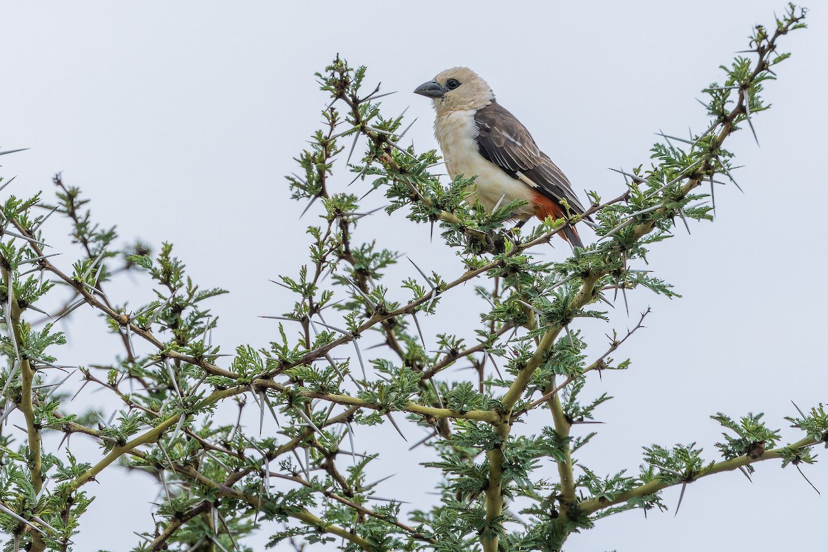 White-headed Buffalo-Weaver - ML642441533