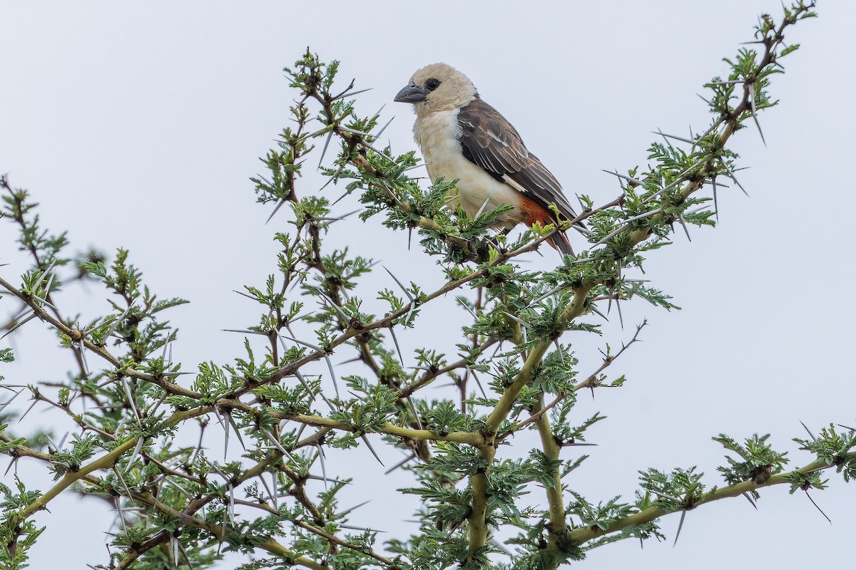 White-headed Buffalo-Weaver - ML642441534