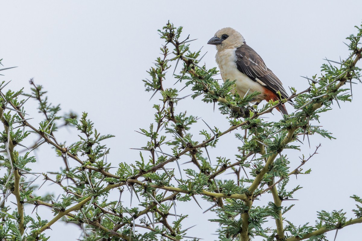 White-headed Buffalo-Weaver - ML642441536