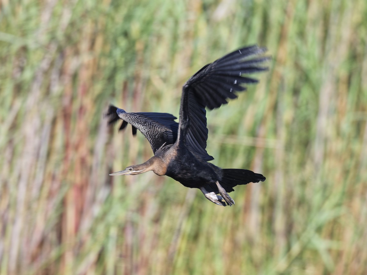 Afrika-Schlangenhalsvogel - ML642441537