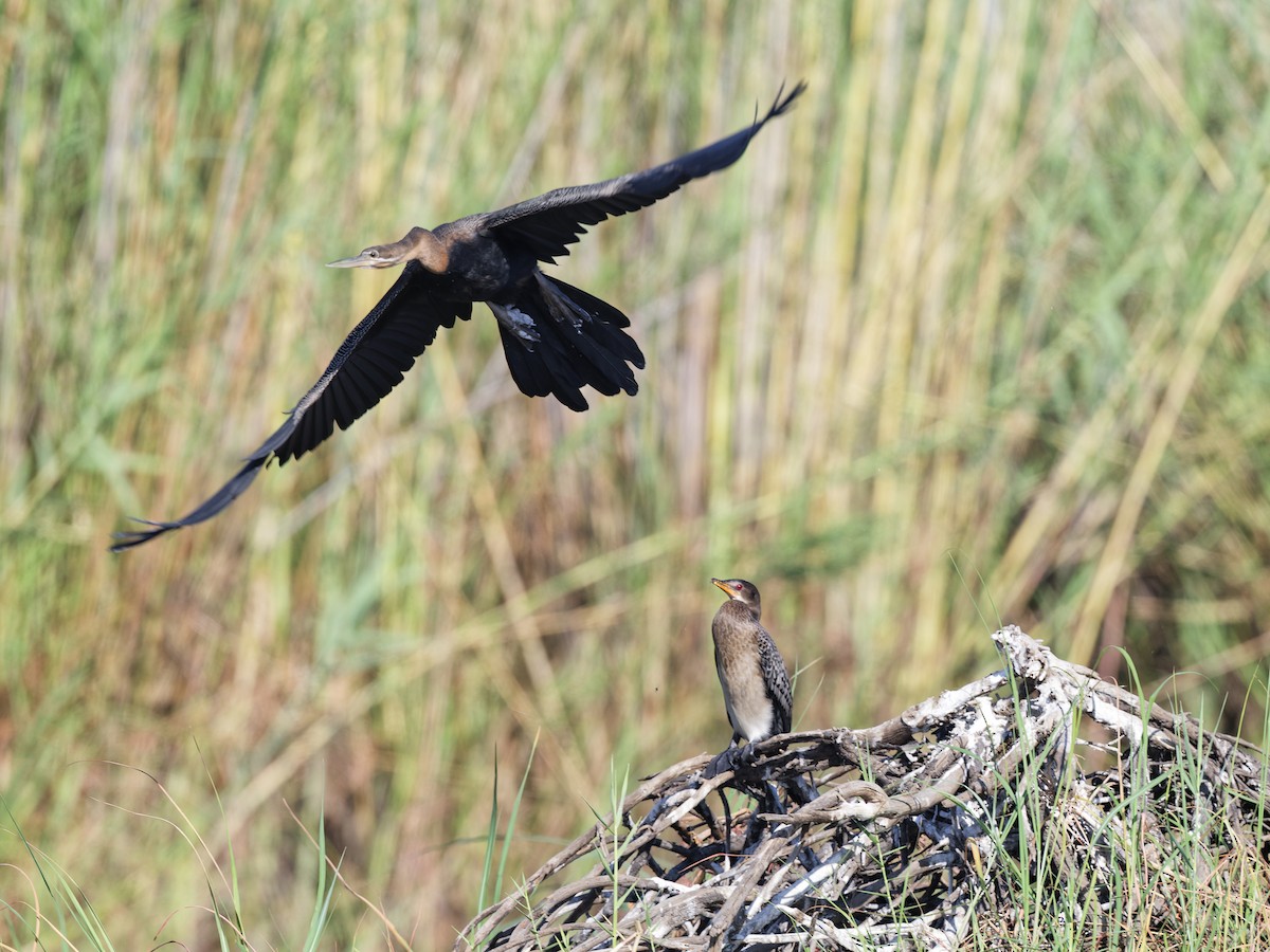 Afrika-Schlangenhalsvogel - ML642441538